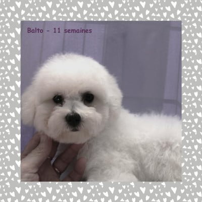 Les chiots de Bichon Frise