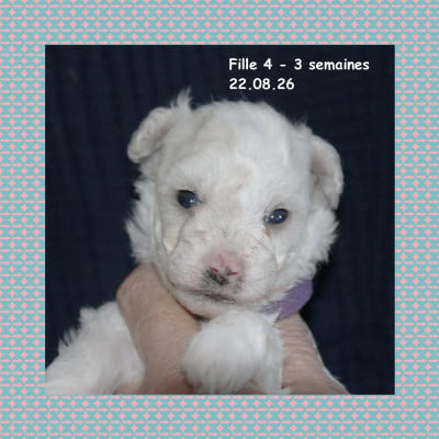 Fille 4 - Bichon Frise