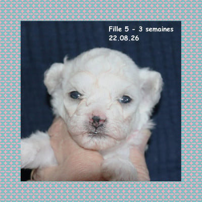 Fille 5 - Bichon Frise