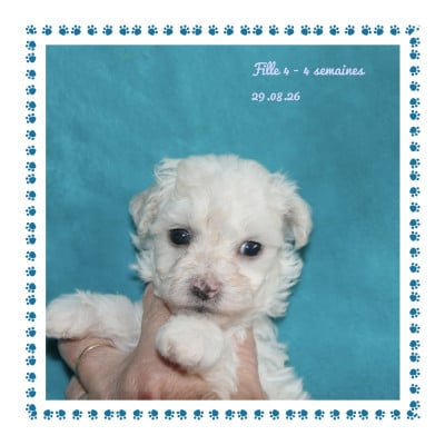 Les chiots de Bichon Frise