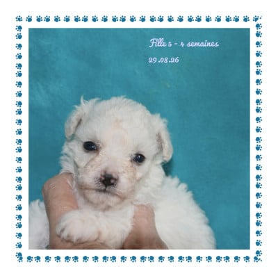 Les chiots de Bichon Frise