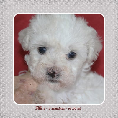 Les chiots de Bichon Frise
