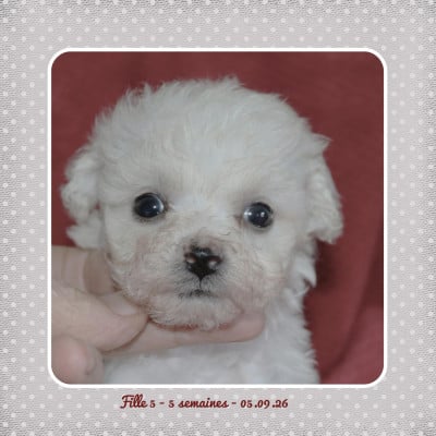 Les chiots de Bichon Frise
