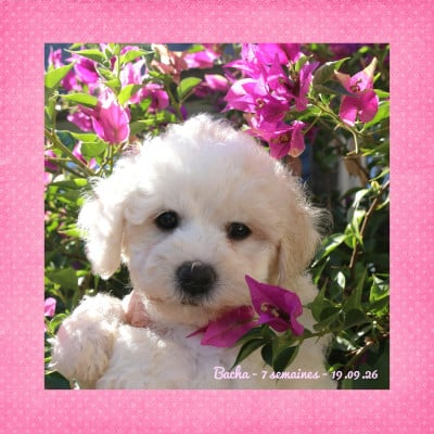 Les chiots de Bichon Frise