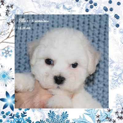 Les chiots de Bichon Frise