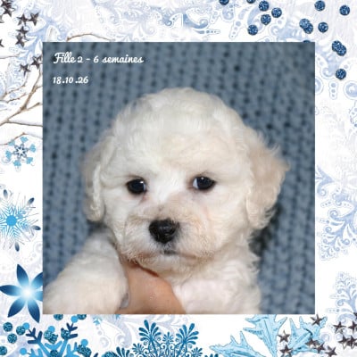 Les chiots de Bichon Frise