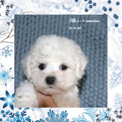 Les chiots de Bichon Frise