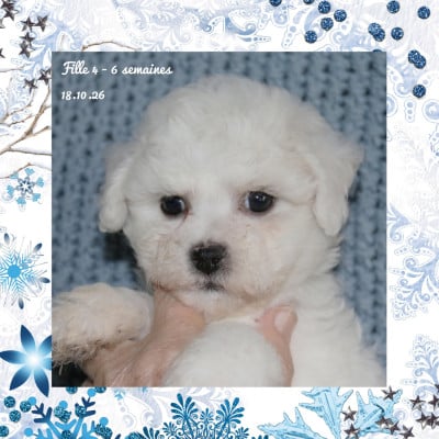Les chiots de Bichon Frise