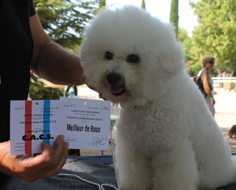 Chicago boy Vom gartenpark - 1er Excellent - CACS - Meilleur de Race