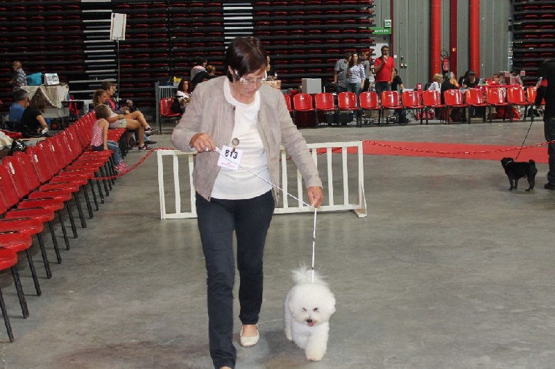 Chicago boy Vom gartenpark - 1er Excellent - Cacs - Meilleur de Race