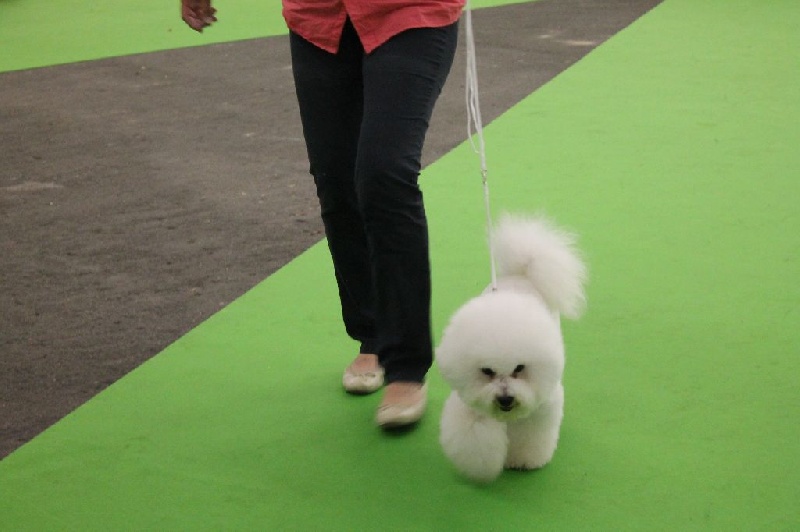 Chicago boy Vom gartenpark - 3ème Excellent