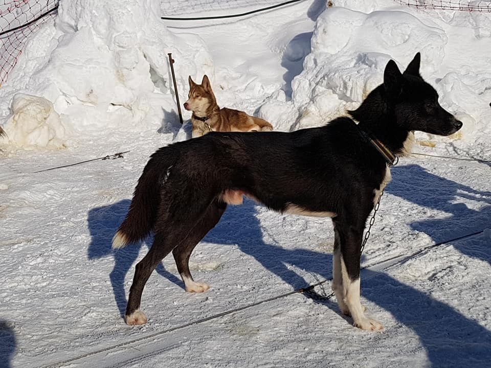 U'tarro from the artic speed