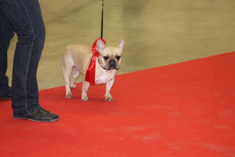 Hazel-nut pin up From Isaboss - 1ère Excellente