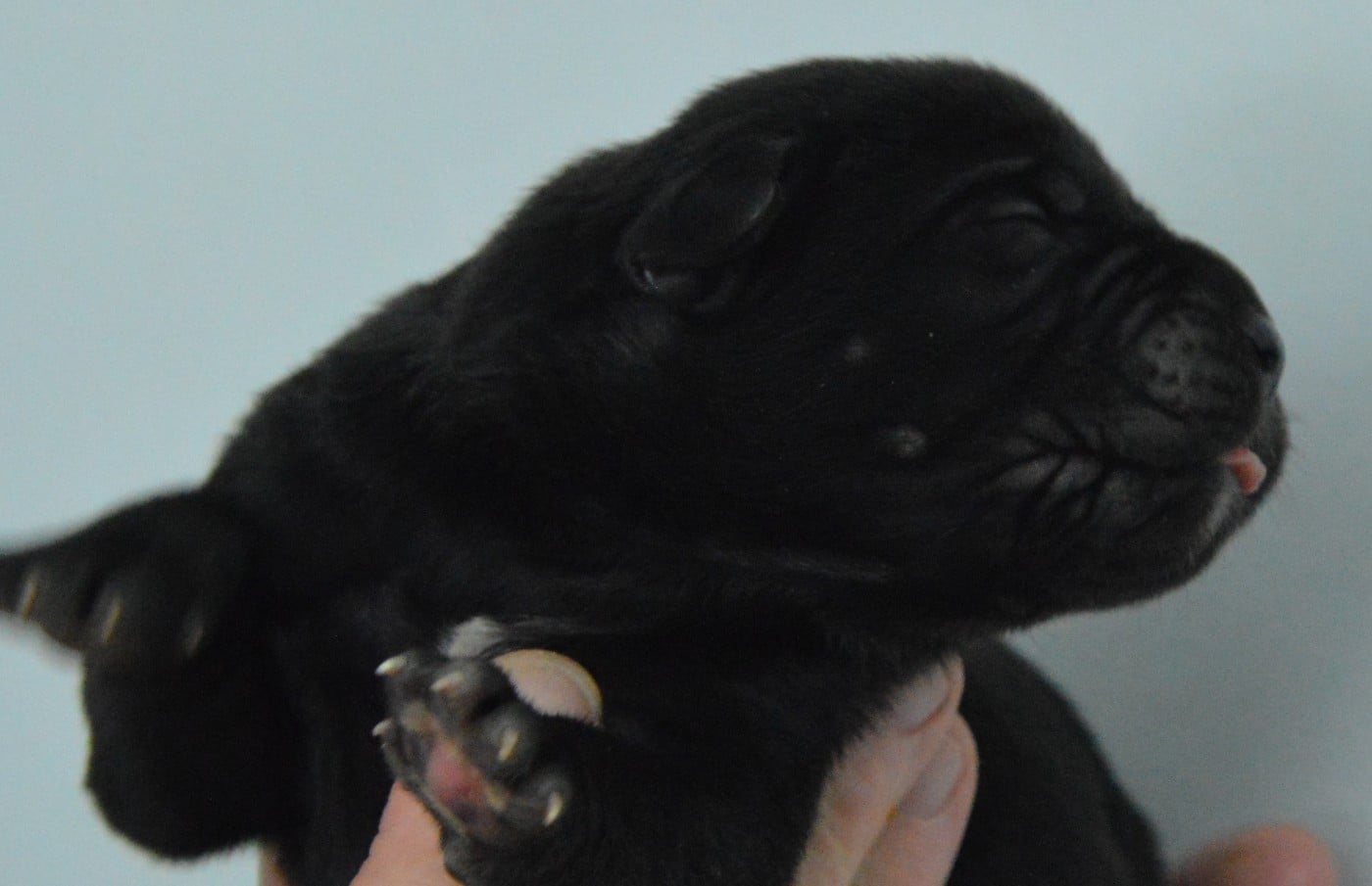 CHIOT 2 - Cane Corso