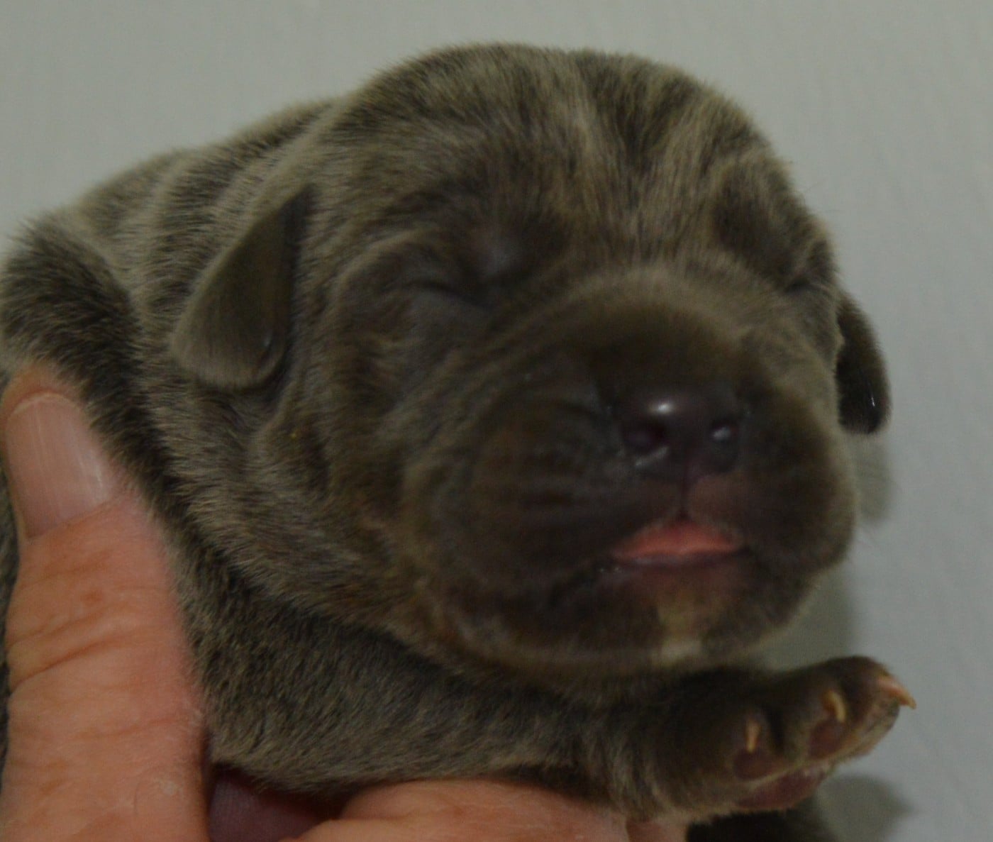 CHIOT 5 - Cane Corso