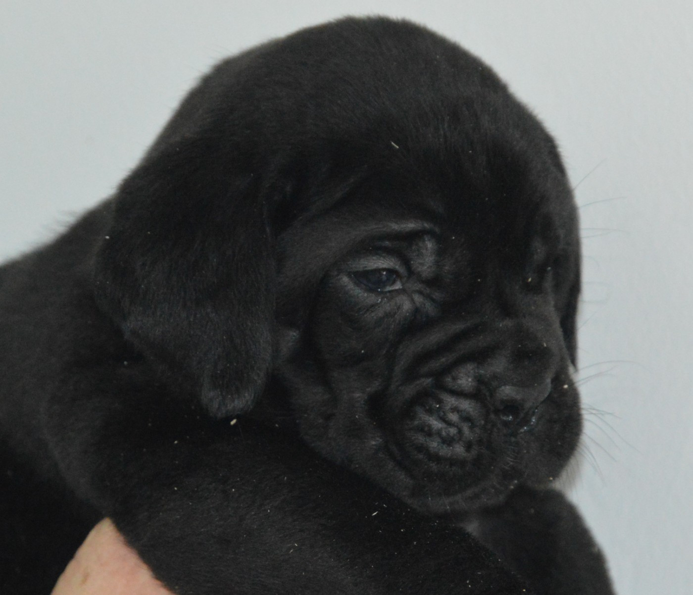 Cane Corso - Guardiani di divani