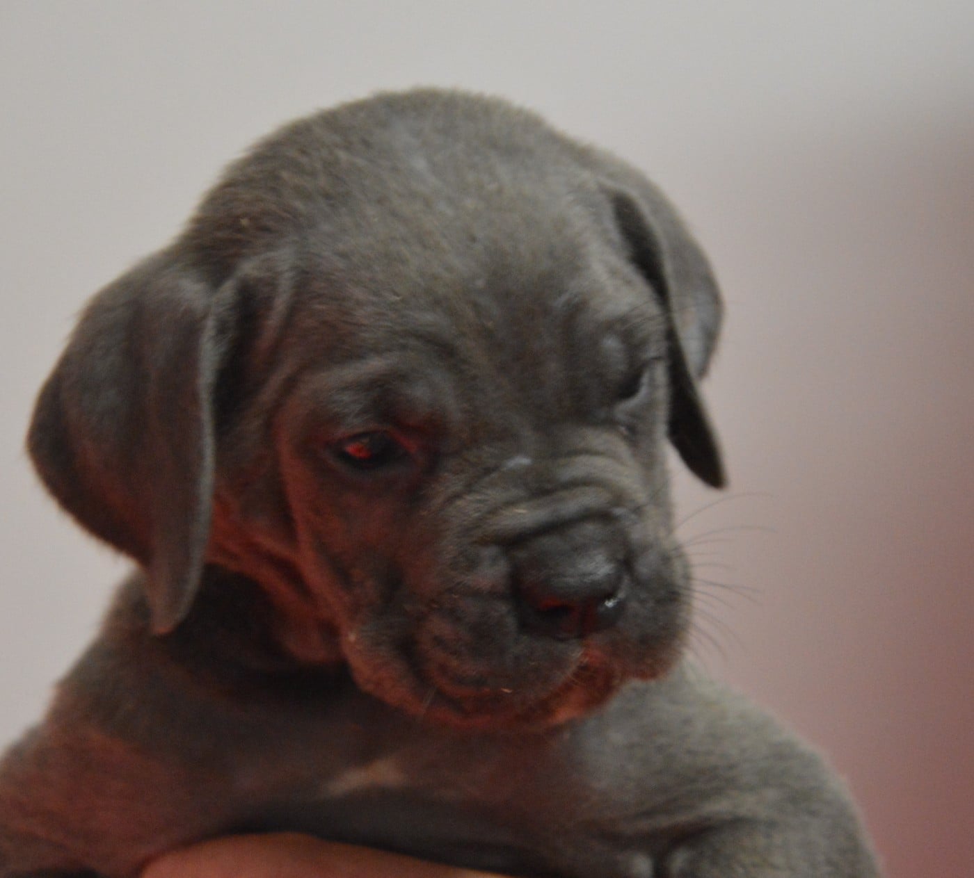 Cane Corso - Guardiani di divani