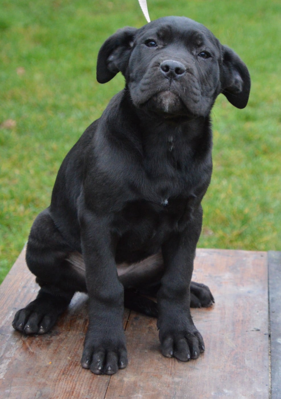 Cane Corso - Guardiani di divani