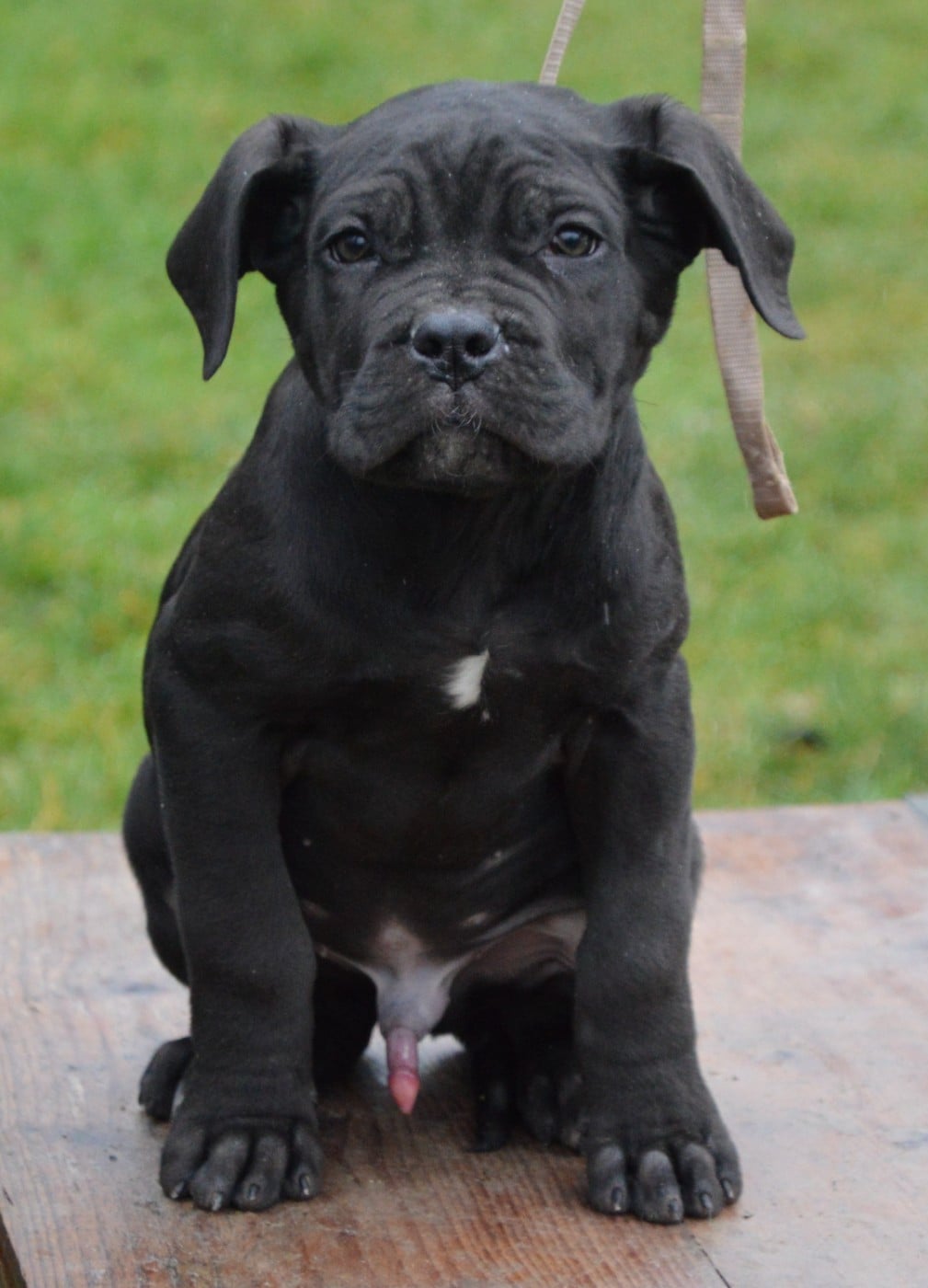 Cane Corso - Guardiani di divani