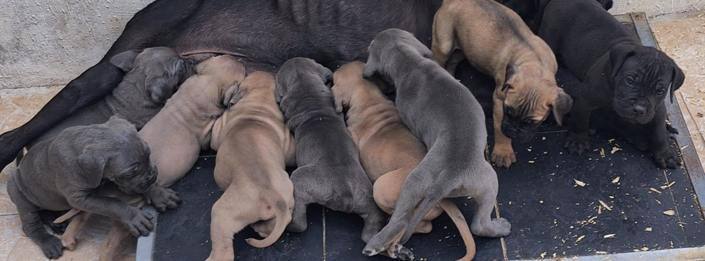 Cane Corso - Guardiani di divani