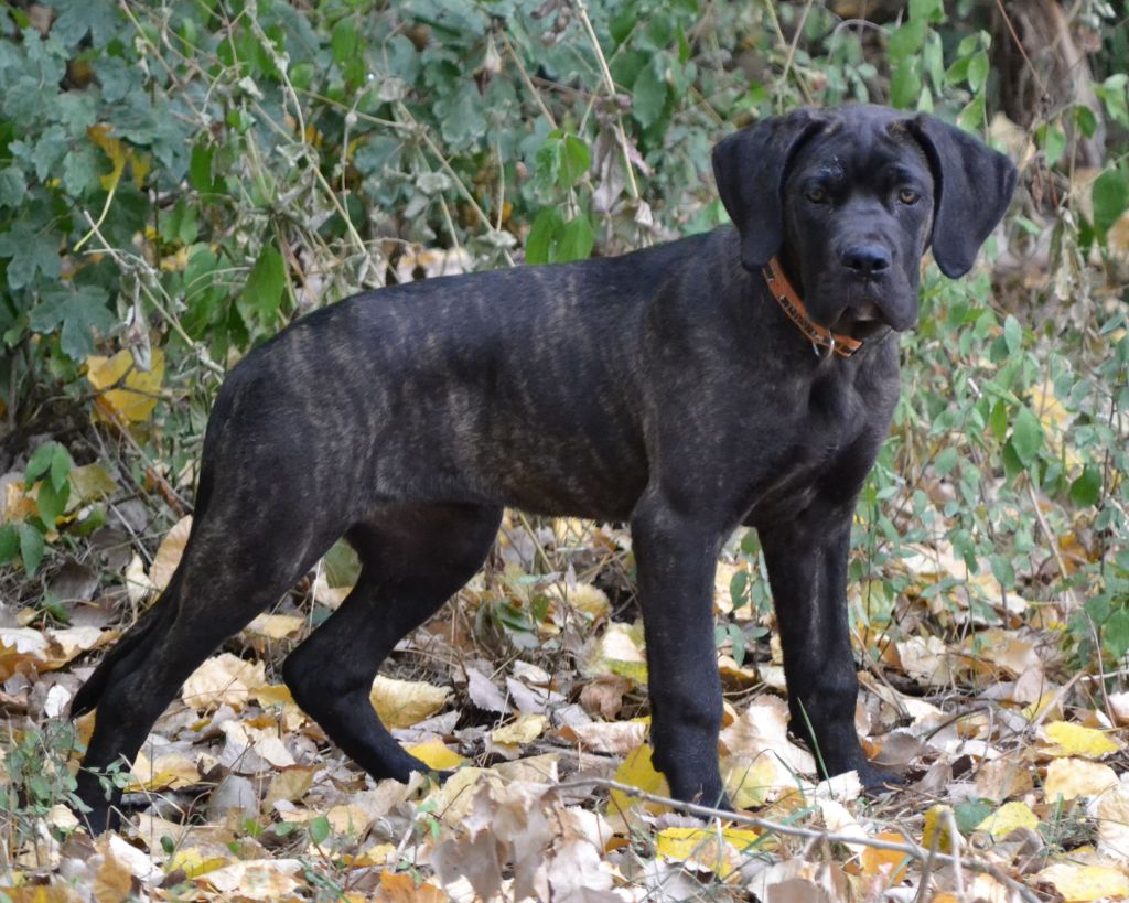 Chiot Cane Corso, femelle disponible en CentreVal de