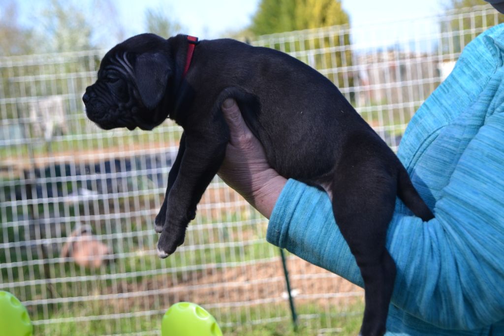 Chiot Cane Corso, femelle disponible en CentreVal de