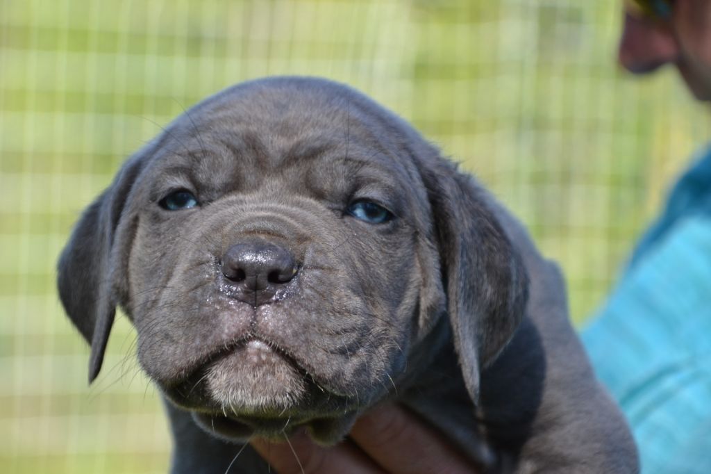 Chiot Cane Corso, mâle disponible en CentreVal de Loire