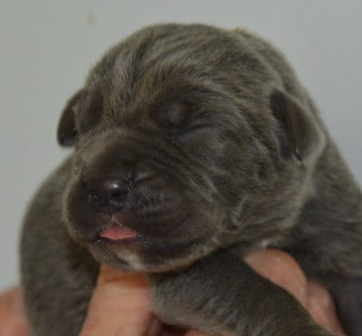 Les chiots de Cane Corso