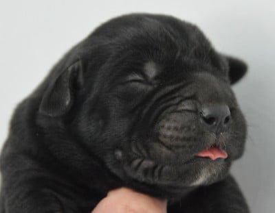 Les chiots de Cane Corso