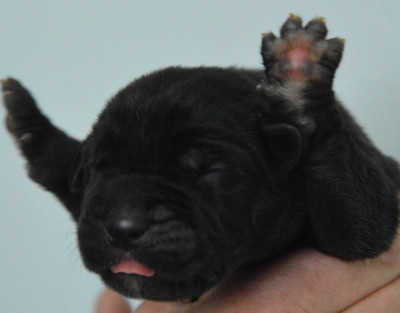 Les chiots de Cane Corso