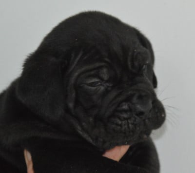 Les chiots de Cane Corso