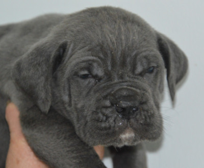 Les chiots de Cane Corso