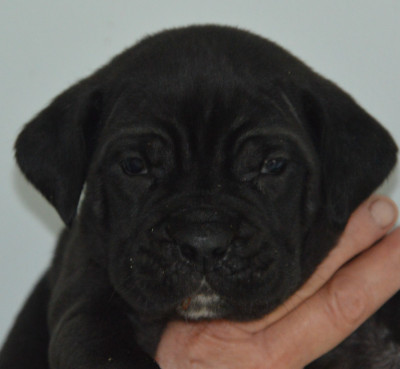 Les chiots de Cane Corso