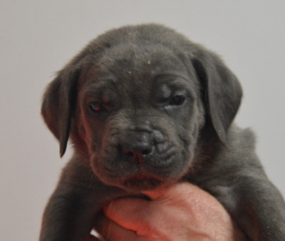 Les chiots de Cane Corso