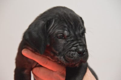 Les chiots de Cane Corso