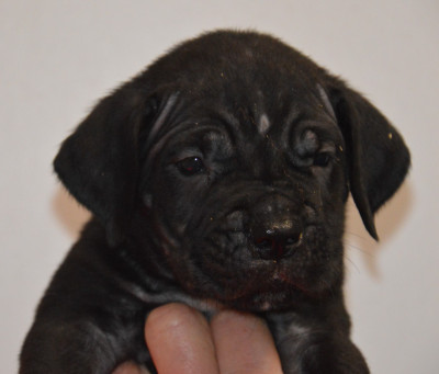 Les chiots de Cane Corso