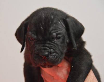Les chiots de Cane Corso
