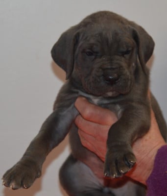 Les chiots de Cane Corso