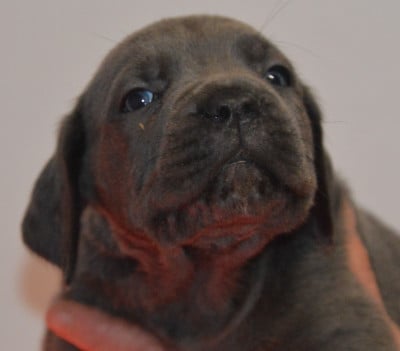 Les chiots de Cane Corso