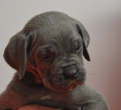 Les chiots de Cane Corso
