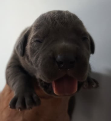 Cane Corso