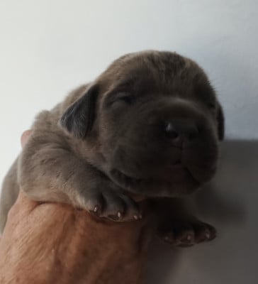 Chiot N°2 - Cane Corso