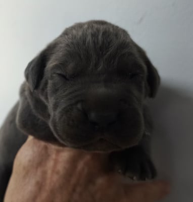 Chiot N°3 - Cane Corso