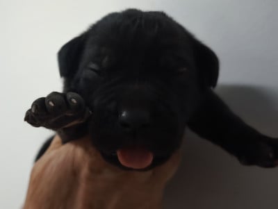 Chiot N°4 - Cane Corso