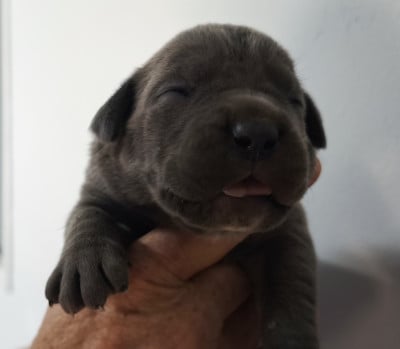 Chiot N°5 - Cane Corso