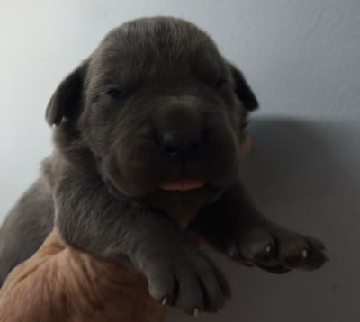 Chiot N°6 - Cane Corso