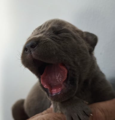 Chiot N°7 - Cane Corso