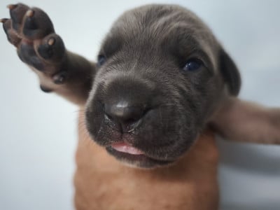 Chiot N°8 - Cane Corso
