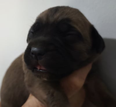 Chiot N°9 - Cane Corso