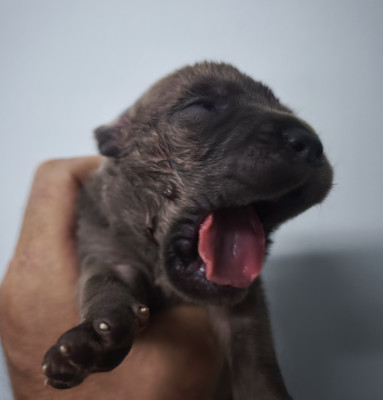 Les chiots de Cane Corso